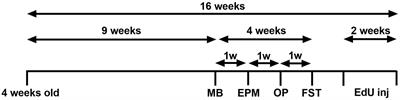 Sucrose Consumption Alters Serotonin/Glutamate Co-localisation Within the Prefrontal Cortex and Hippocampus of Mice